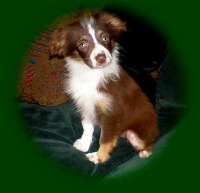 Miniature Australian Shepherd Puppies for Sale